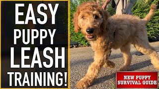 NEW PUPPY SURVIVAL GUIDE How To Leash Train Your Puppy EP 9 [upl. by Atsyrc929]