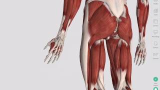 Skeletal Muscles  Complete Anatomy [upl. by Attebasile]