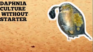 HOW TO CULTURE DAPHNIA NATURALLY WITHOUT A STARTER [upl. by Akemhs508]