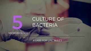 Culture of Bacteria [upl. by Lasiaf313]