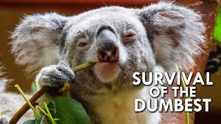 Koalas When Stupidity is a Survival Strategy [upl. by Naryk327]