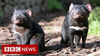 Tasmanian devils born on Australian mainland after 3000 years  BBC News [upl. by Nybbor]