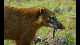 Caracara and Coati Fight Over Food  Wild Brazil  BBC Earth [upl. by Aniwde]