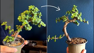 Wiring a Portulacaria Afra for bonsai  Little Jade Bonsai [upl. by Oby]