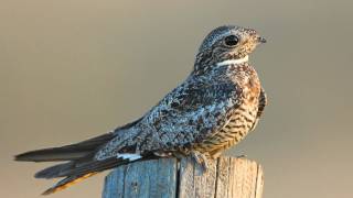 Voices Common Nighthawk [upl. by Mita]