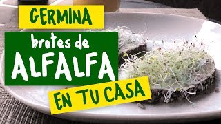 Germinador – Germinando Brotes de Alfalfa [upl. by Laddy]