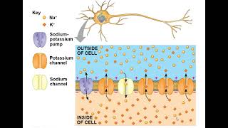 Chapter 48 Neurons Synapses and Signaling [upl. by Barbaraanne]