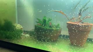 Daphnia Culturing Snails or no snails [upl. by Yrrol71]