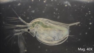 Daphnia magna under the Microscope [upl. by Lennod488]