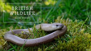 Slow Worms  The Complete Guide [upl. by Sowell]