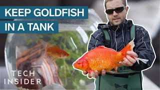 Why Giant Goldfish Are Invading The Planet [upl. by Nomar]