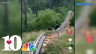 A mountain coaster riders close encounter with a bear amp her cubs at Anakeesta [upl. by Annice95]