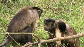 Capuchin Monkey Communication [upl. by Muhammad285]