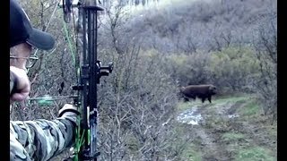 quotMASSIVE 700 lb HOGquot Awesome Bow Shot [upl. by Atined]