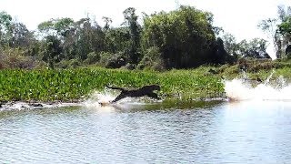 Jaguar Hunting Crocodiles [upl. by Adnolahs]