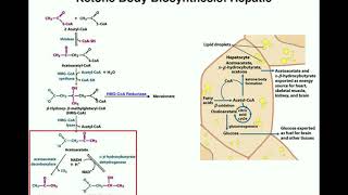 The Biosynthesis of Ketone Bodies  Pathway amp Explanation [upl. by Alida]