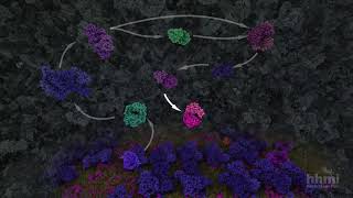 Glycolysis  HHMI BioInteractive Video [upl. by Ahsena]