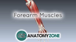 Forearm Muscles Part 1  Anterior Flexor Compartment  Anatomy Tutorial [upl. by Jehial173]