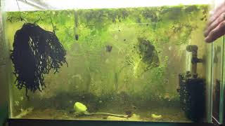 Scuds Daphnia Cherry Shrimp Copepods My aquatic food culture [upl. by Phaedra]