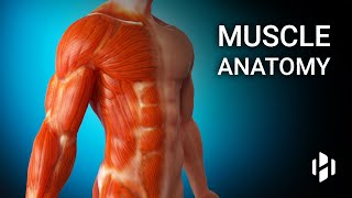 Anatomy of Human Muscles [upl. by Zetram]