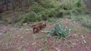 Bassotto tedesco in accostamento su cinghiale [upl. by Utas]