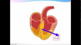 ECGpedia ECG introductiecursus de basics [upl. by Castora778]