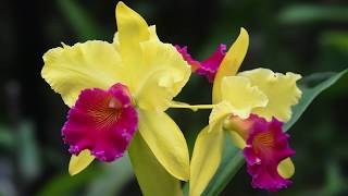 Growing and Repotting Cattleya Orchids [upl. by Athenian]