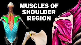 UPPER LIMB MUSCLES 26  SHOULDER REGION [upl. by Enelak]