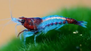 The History of Neocaridina Shrimp How We Have Bred New Colors Into The Line from Red Cherry Shrimp [upl. by Oxford]