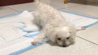 Coco Syncope Maltese Dog Heart Disease  CHF [upl. by Rusel]