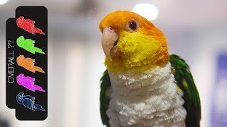 White Bellied Caique The Best Pet Parrot [upl. by Elisabetta]