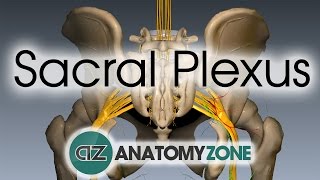 Sacral Plexus  Anatomy Tutorial [upl. by Novled]