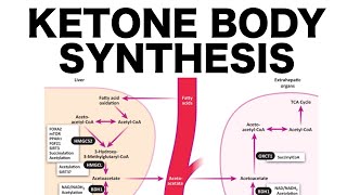 Ketone Body Synthesis [upl. by Deehan]