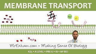 Eukaryotic Cell Structure  Transport across Membranes  Post 16 BiologyA Level PreU IB AP Bio [upl. by Fraze437]