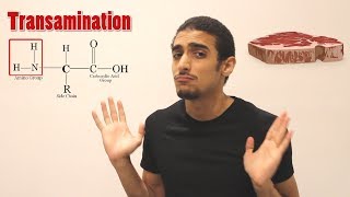 Overview on Amino acid metabolism شرح بالعربي لمصير الأمينو أسيد [upl. by Einegue975]