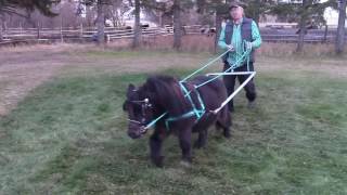 Miniature Horse Skijoring [upl. by Anyg]