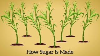 How Cane Sugar Is Made [upl. by Hulbig]