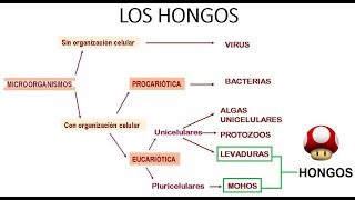 INTRODUCCIÓN A LA MICROBIOLOGÍA  Los hongos [upl. by Eillo593]