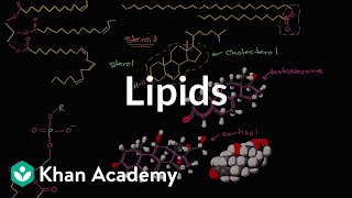 Lipid overview  Macromolecules  Biology  Khan Academy [upl. by Fredenburg]