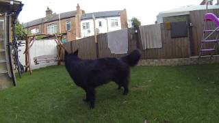 belgian shepherd groenendael barking [upl. by Denzil]