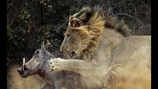 The Serengeti Lion  PredatorPrey Relations Wildlife Nat Geo [upl. by Janna]