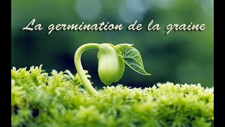 La germination de la graine [upl. by Hacceber91]