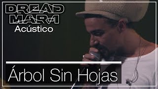 Dread Mar I  Arbol sin hojas Acústico [upl. by Titus595]