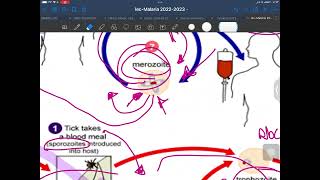 LEC 3  Apicomplexa  Babesia  part 4 [upl. by Marlette]