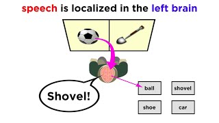 Brain Lateralization The Split Brain [upl. by Adnorrahs]