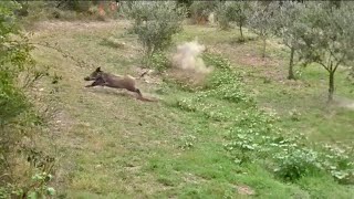 CACCIA al CINGHIALE Vita da Canaio  WildBoar Hunting  ULISSE Union League [upl. by Nannah]