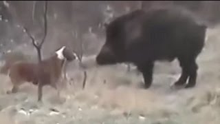 Pitbull vs wild boar Hunting wild boar with pitbull [upl. by Rennat163]