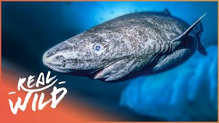 The Greenland Shark The Search For A 400YearOld Monster  Natural Kingdom  Real Wild [upl. by Sina]