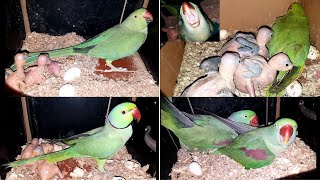 Exploring a Ringneck Breeding Setup Raw Parrots Aviary [upl. by Hillery109]