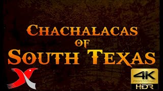 Chachalacas of South Texas  4k video [upl. by Ylrebmi]